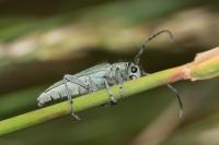 Opsilia coerulescens