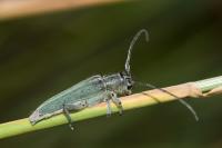Opsilia coerulescens