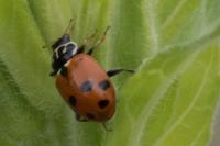 Hippodamia variegata