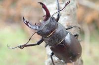 Lucanus cervus