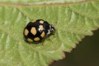 Coccinula quatuordecimpustulata