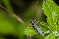 Phytoecia icterica