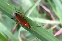 Rhagonycha fulva