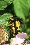 Rutpela maculata