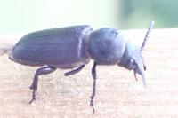 Spondylis buprestoides