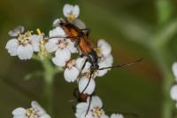 Stenurella bifasciata