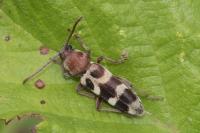 Chlorophorus trifasciatus