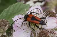 Stictoleptura cordigera