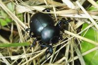 Timarcha tenebricosa
