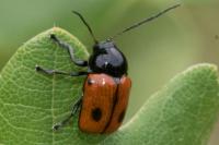 Cryptocephalus bipunctatus