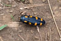 Ptosima undecimmaculata