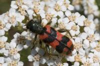 Trichodes alvearius