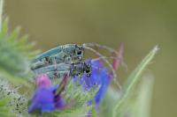 Opsilia coerulescens