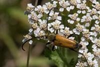 Stictoleptura fulva