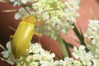 Cteniopus sulphureus