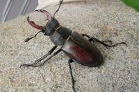 Lucanus cervus