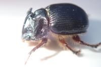 Odonteus armiger