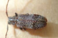 Exocentrus punctipennis