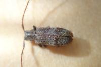 Exocentrus punctipennis