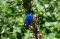 Hoplia coerulea