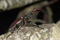 Lucanus cervus