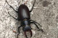 Lucanus cervus