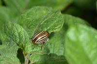 Leptinotarsa decemlineata