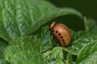 Leptinotarsa decemlineata