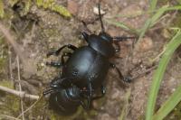 Timarcha tenebricosa