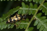 Rutpela maculata