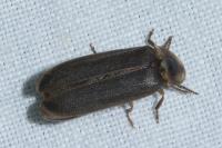 Lampyris noctiluca