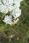 Rutpela maculata
