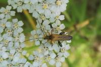 Oedemera podagrariae