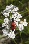 Stictoleptura cordigera