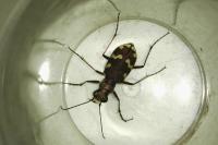 Cicindela hybrida