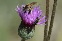 Oedemera nobilis