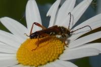 Stenopterus rufus