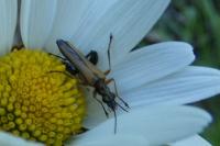 Oedemera podagrariae