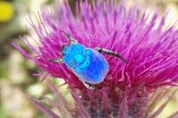 Hoplia coerulea