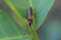 Oedemera podagrariae