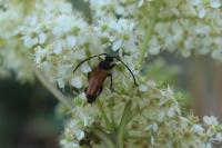 Stictoleptura fulva