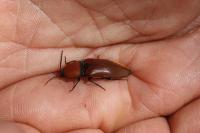 Elater ferrugineus