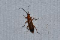 Rhagonycha fulva