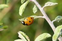 Coccinella septempunctata