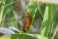 Rhagonycha fulva