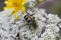 Trichius gallicus