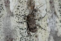Aegomorphus clavipes