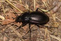 Carabus nemoralis