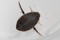 Acilius sulcatus