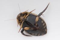 Acilius sulcatus